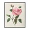 Stupell Industries Single Pink Rose Sprig Framed Giclee By Nan